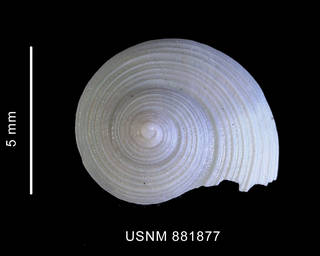 To NMNH Extant Collection (Falsimargarita iris (Dall, 1881) shell apical view)