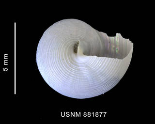 To NMNH Extant Collection (Falsimargarita iris (Dall, 1881) shell basal view)