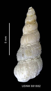To NMNH Extant Collection (Acirsa annectens Powell, 1951 shell dorsal view)