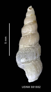 To NMNH Extant Collection (Acirsa annectens Powell, 1951 shell lateral view)