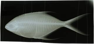 To NMNH Extant Collection (Trachinotus coppingeri RAD117635-001)
