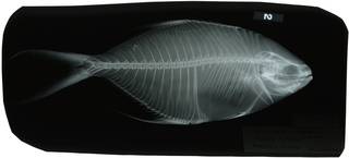 To NMNH Extant Collection (Trachinotus coppingeri RAD117636-001)