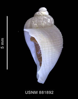To NMNH Extant Collection (Nothoadmete antarctica (Strebel, 1905) shell lateral view)