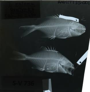 To NMNH Extant Collection (Trachinotus paloma RAD117735-001)