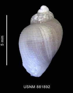 To NMNH Extant Collection (Nothoadmete antarctica (Strebel, 1905) shell dorsal view)