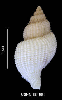 To NMNH Extant Collection (Xymenopsis albidus (Philippi, 1846) shell dorsal view)