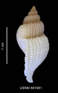 To NMNH Extant Collection (Xymenopsis albidus (Philippi, 1846) shell lateral view)