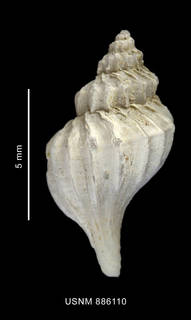 To NMNH Extant Collection (Trophon macquariensis Powell, 1957 shell dorsal view)