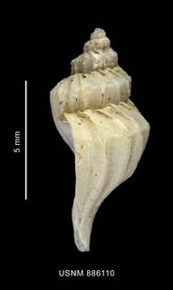 To NMNH Extant Collection (Trophon macquariensis Powell, 1957 shell lateral view)