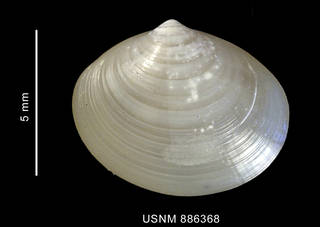 To NMNH Extant Collection (Neolepton sp. left valve outer view)