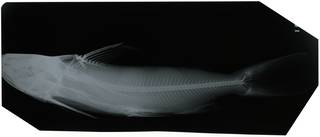 To NMNH Extant Collection (Aelurichthys longispinis RAD115830-001)