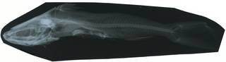 To NMNH Extant Collection (Galeichthys parrae RAD117944-001)
