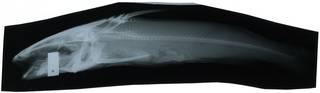To NMNH Extant Collection (Hexanematichthys sagor RAD117974-002)