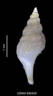 To NMNH Extant Collection (Aforia lepta (Watson, 1882) shell dorsal view)