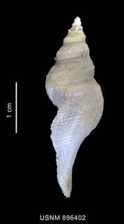 To NMNH Extant Collection (Aforia lepta (Watson, 1882) shell lateral view)