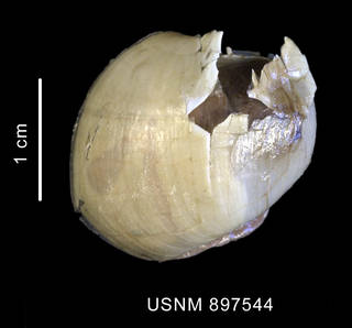 To NMNH Extant Collection (Newnesia antarctica (Smith, 1902) shell dorsal view)