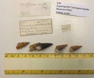 To NMNH Extant Collection (USNM 1436706)