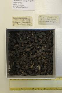 To NMNH Extant Collection (USNM 1436715)