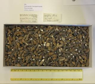 To NMNH Extant Collection (USNM 1436716)