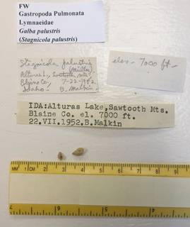 To NMNH Extant Collection (USNM 1436728)