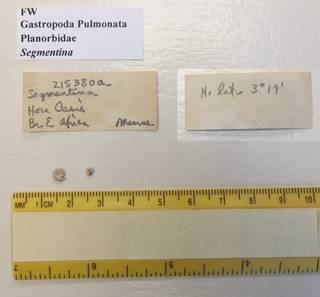 To NMNH Extant Collection (USNM 1436737)