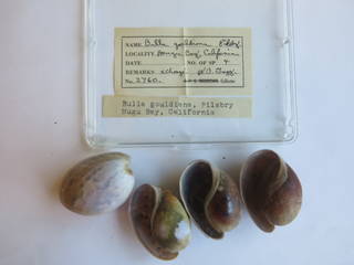 To NMNH Extant Collection (USNM 1436796)