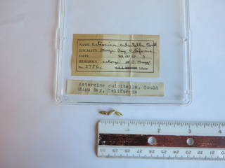 To NMNH Extant Collection (USNM 1436797)