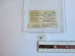 To NMNH Extant Collection (USNM 1436799)