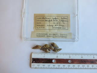 To NMNH Extant Collection (USNM 1436800)