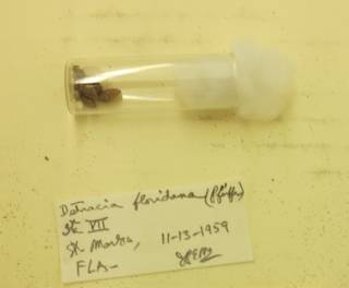 To NMNH Extant Collection (USNM 1436802)