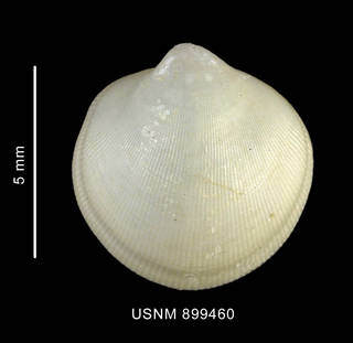 To NMNH Extant Collection (Pseudokellya gradata Thiele, 1912 left valve outer view)