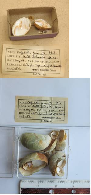 To NMNH Extant Collection (USNM 1437044)