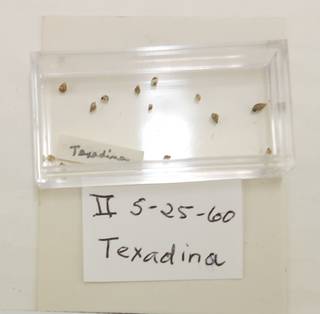 To NMNH Extant Collection (USNM 1437095)