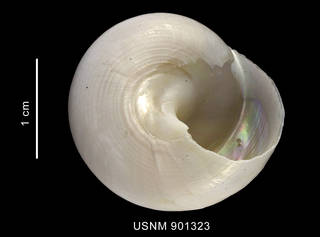 To NMNH Extant Collection (Photinastoma taeniatum (wood, 1828) shell basal view)