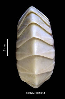 To NMNH Extant Collection (Nutallochiton hyadesi Rochebrune, 1884 dorsal view)