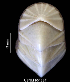 To NMNH Extant Collection (Nutallochiton hyadesi Rochebrune, 1884 anterior view)