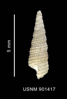 To NMNH Extant Collection (Eumetula dilecta Thiele, 1912 shell lateral view)