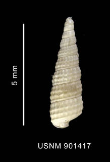 To NMNH Extant Collection (Eumetula dilecta Thiele, 1912 shell dorsal view)