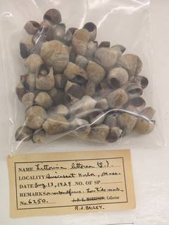 To NMNH Extant Collection (USNM 1437248)
