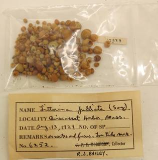 To NMNH Extant Collection (USNM 1437249)