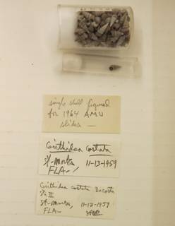 To NMNH Extant Collection (USNM 1437254)