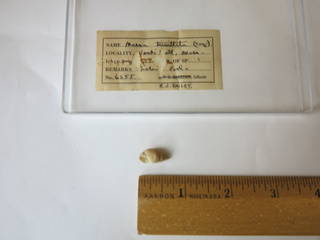 To NMNH Extant Collection (USNM 1437258)