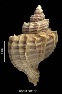 To NMNH Extant Collection (Trophon geversianus (Pallas, 1774), shell, dorsal view)