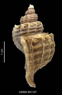 To NMNH Extant Collection (Trophon geversianus (Pallas, 1774), shell, lateral view)