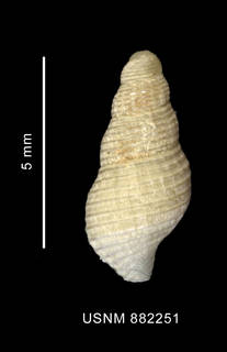 To NMNH Extant Collection (Pareuthria sp., shell, dorsal view)