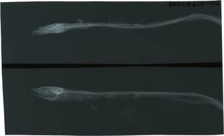 To NMNH Extant Collection (Paravocettinops trilinearis RAD118601-002)