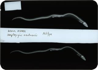 To NMNH Extant Collection (Uropterygius cantonensis RAD118630-001)