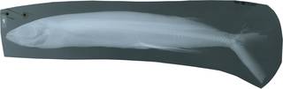 To NMNH Extant Collection (Cheilopogon pinnatibarbatus RAD118675-001)