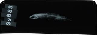 To NMNH Extant Collection (Atherina sardina RAD118695-001)