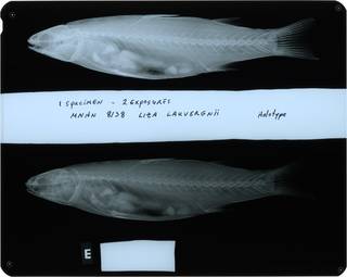 To NMNH Extant Collection (Liza lauvergnii RAD118724-001)